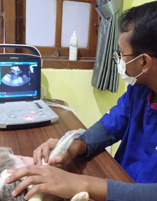 Dokter Hewan Sedang Memeriksa Kesehatan Hewan